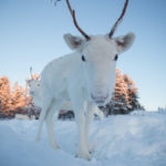 Renne blanc en Laponie