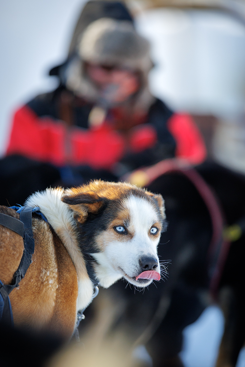 Chiens de traineau en Laponie