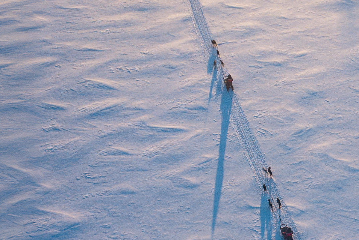 Chiens de traineau en Laponie