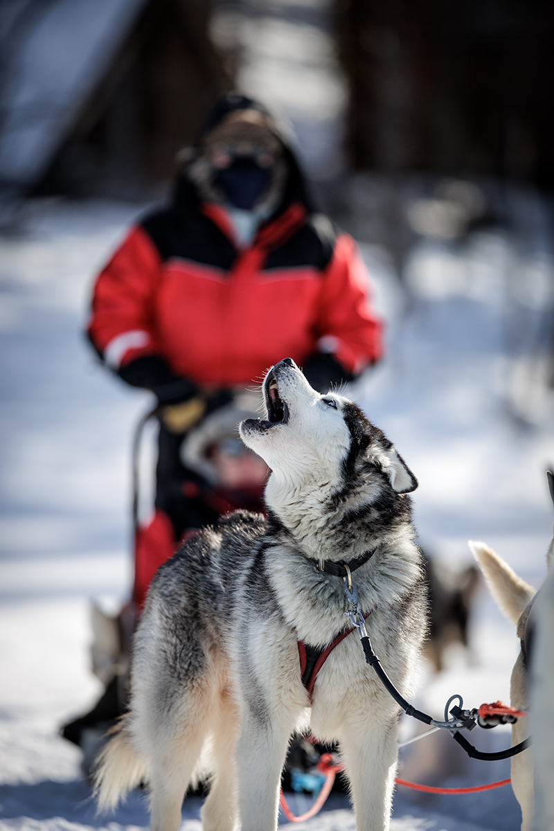 Chiens de traineau en Laponie