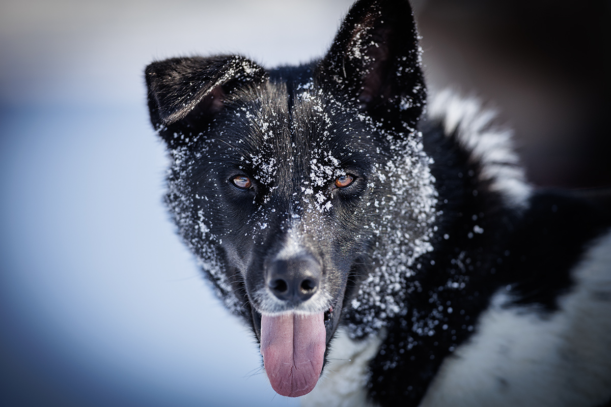 Chiens de traineau en Laponie