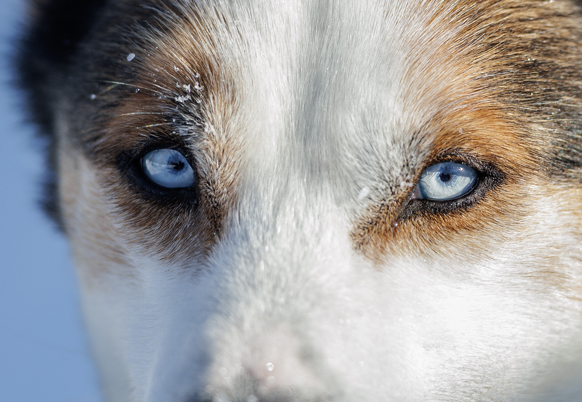Chiens de traineau en Laponie