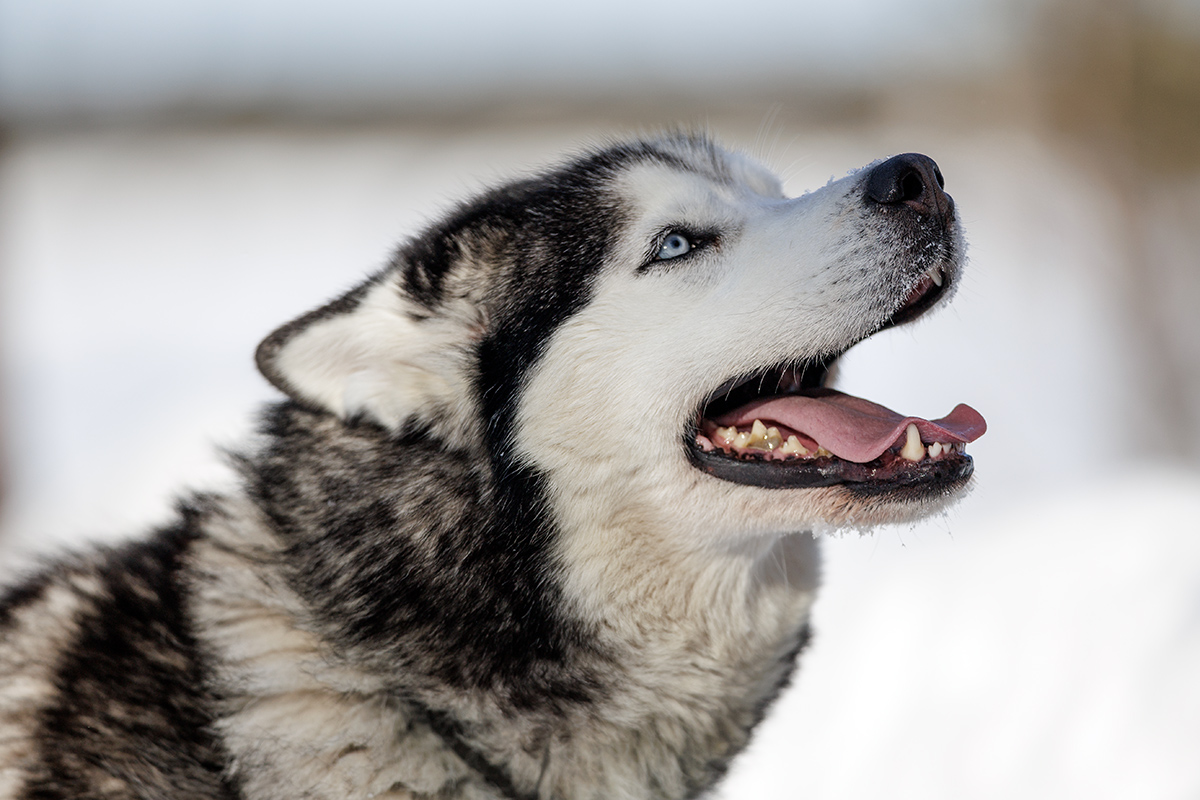 Chiens de traineau en Laponie