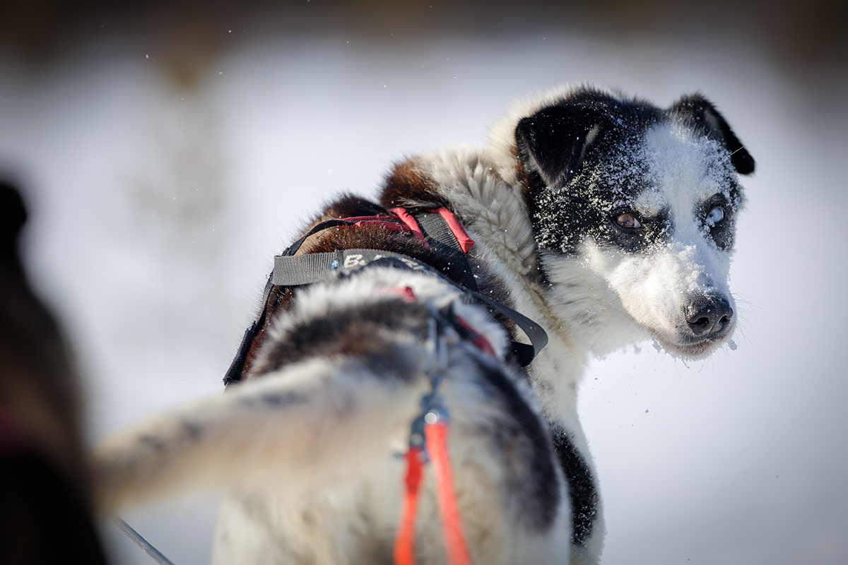 Chiens de traineau en Laponie