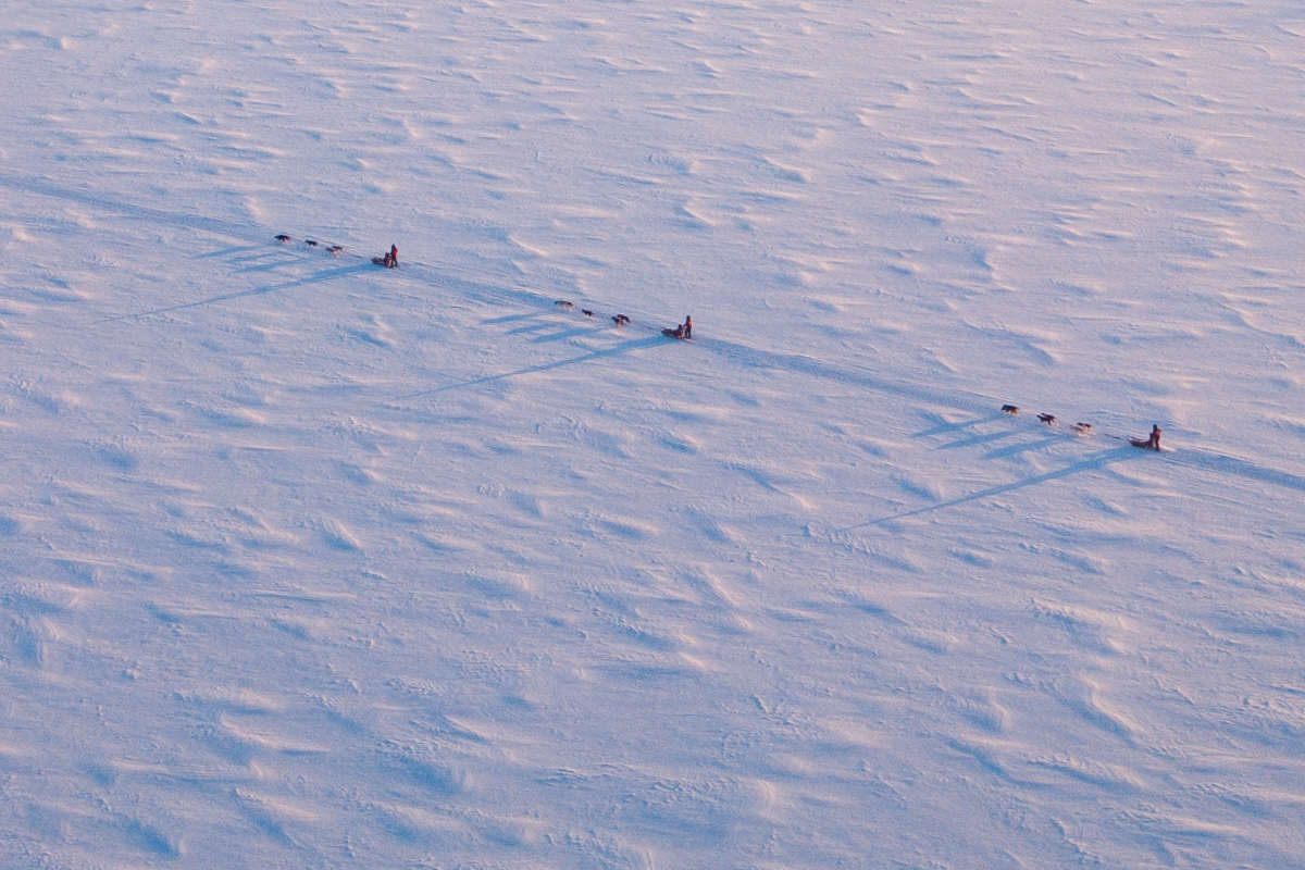 Chiens de traineau en Laponie