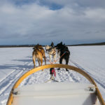 Faire du chiens de traineaux en Laponie