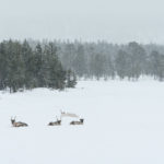 Laponie, rennes en liberté