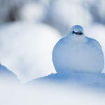Perdrix des neiges / Lagopèdes alpins