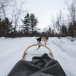 Randonnée en chiens de traineau en Finlande